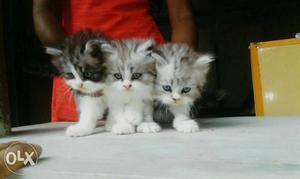 40 days Persian kitten,3 nos available,doll face
