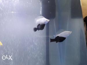 5 Molly fishes 2 black 2white and 1black and white