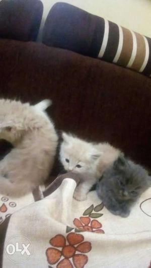 6 pure persian kittens with semi punched