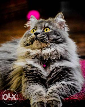 7 months old male Pure Persian cat for sale. for