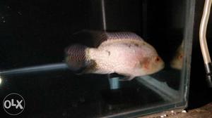 Albino flowerhorn fish healthy and active fish I