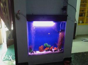 Aquarium Fish Tank PRIZE Depend your tank size