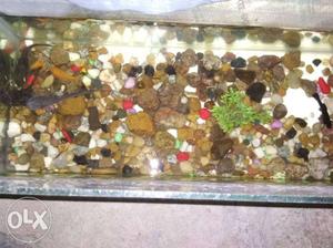 Aquarium with stones and fishs i want to sell new