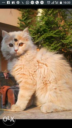 Beige Persian Cat