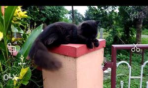 Black Cat In Moodabidri