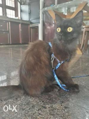 Black persian cat! DOLL FACE
