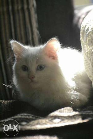 Blue eyes pure breed persian female cat