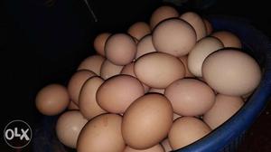 Bucket Of Poultry Eggs