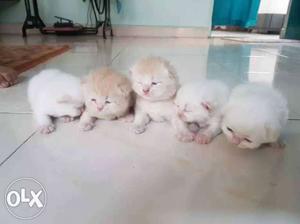 Cats available