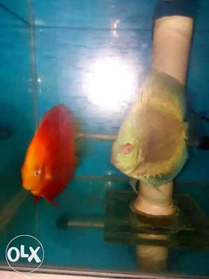 Discus very playfully active n natural colour.