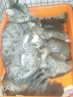 Doll face female cat with 5 kittens blue eyes