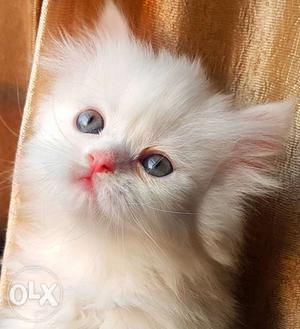 Doll face male Persian kitten