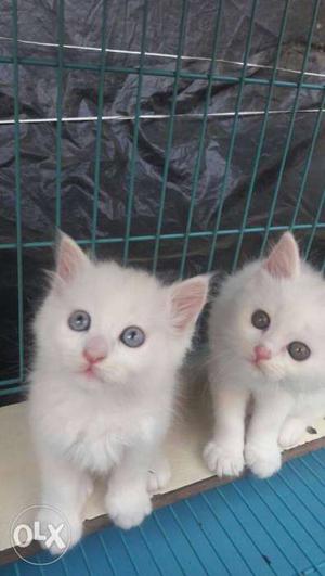 Double Furr Quality Pure Persian Kittens Cats