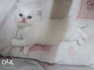 Female Persian cat White colour.