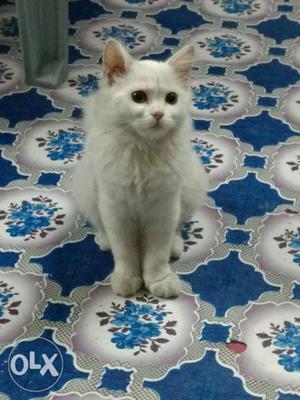 Female Persian cat full white for sale 3 months old.