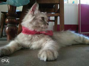 Female friendly Pertion cat.9 months