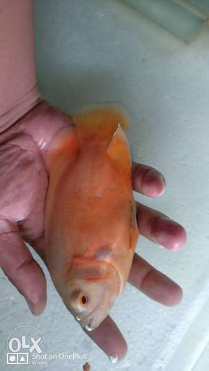 Fire oscar fish, 7 inch(17 cm), imported