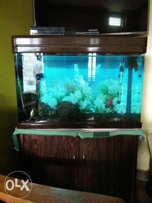 Fish Tank With Brown Wooden Base