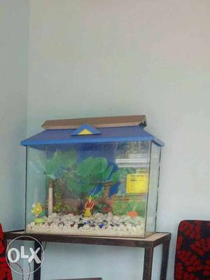 Fish tank with costly pebbles
