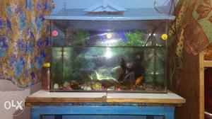 Fish tank with fishes and stones