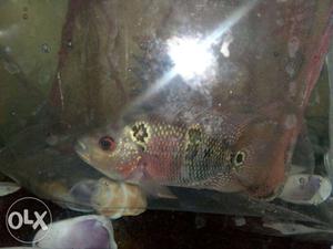 Flower horn female for sale good condition