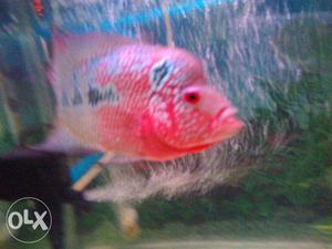 Flowerhorn Fish. About 7 inch