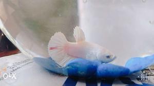 FuLL MooN BeTa Fish(BaBY-3month old) #Not set for