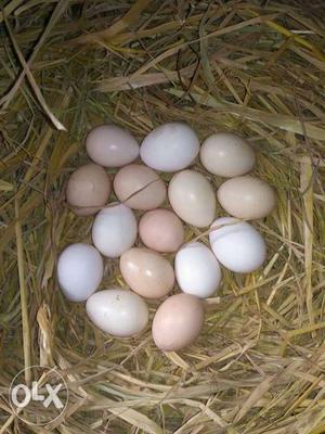 Gavrani Egg Lot