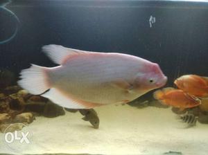 Giant gourami for sell, 18 inches, Healthy