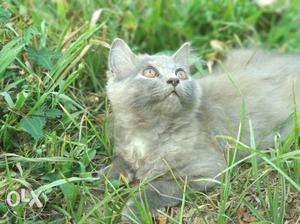 Gray Persian Kitten