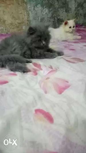 Gray Persian kitteys