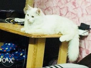 Healthy Persian male cat 11 months old. HUDA SECTOR 17