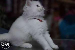 High Quality Pure Persian Kittens Cats Available