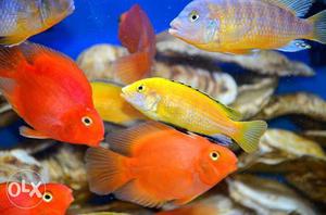 Highly active parot fish available 12 pcs 5.5,