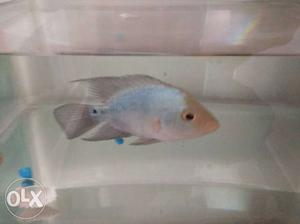 I have flowron female fish,I need flowron male only exchange