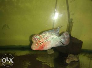 Imported Sideline Flowerhorn Monsterkok