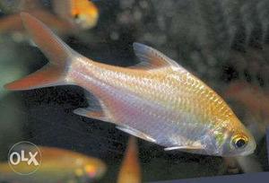 Imported Tin fin fish 4 breeding pairs