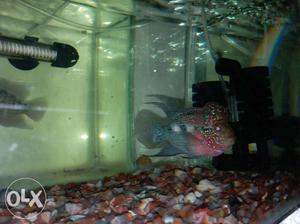 Imported pure pprs flowerhorn with pearls over.pair