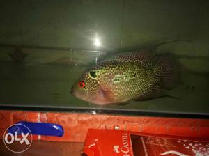 It is very active flowerhorn fish