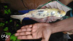 Koi fish around 5 pcs 6" body length 600 each