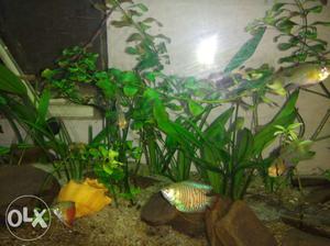 Live plants for aquarium 10 peace only 100 rs