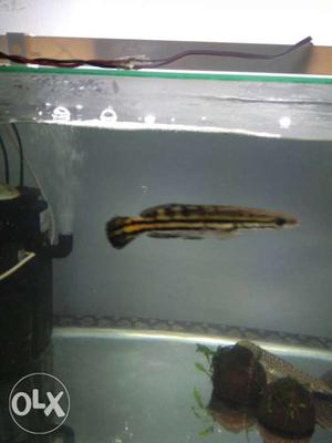 Long Black And Brown Striped Pet Fish