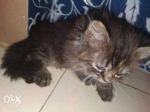 Male and female Persian kittens 55 days