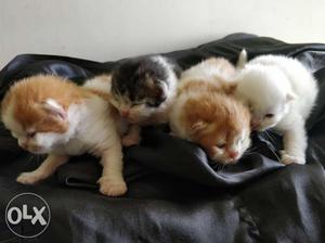 Male persian kittens (Booking started)