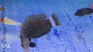 Marine aquarium fishes available