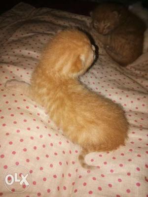 Newly born golden Colour persian Cat