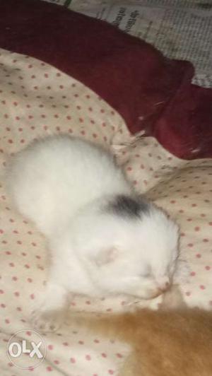 Newly born white persian cat
