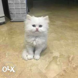 Odd eye persian kitten