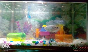 Only 2 months used fish tank.. With special