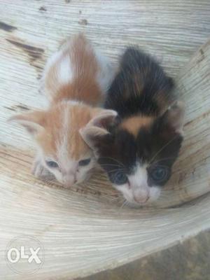 Orange And Black Tabby Kittens
